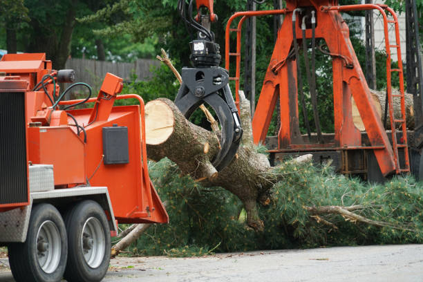 Best Large Tree Removal  in Cavalero, WA